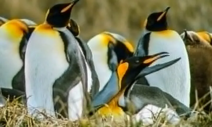 King Penguin & Tierra del Fuego Tour