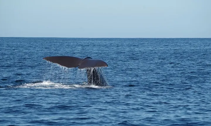 Whale Watching from Bentota with Pickup & Drop