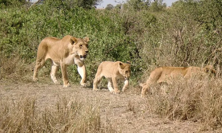 3 Days Ngorongoro Crater Tour