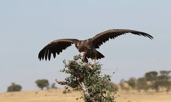 2 Days Tarangire and Ngorongoro Group Camping Safari