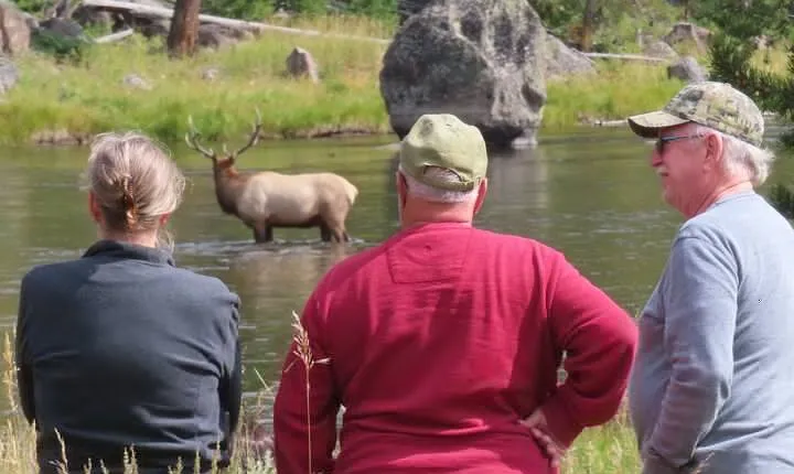 Upper Loop Tour and Lamar Valley from West Yellowstone with Lunch