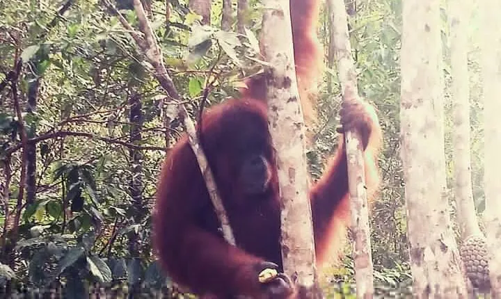 Semenggoh Orangutan Center & Sarawak Sunset River Cruise