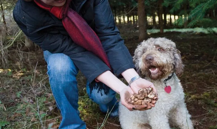 Day Trip from Milan: Private VIP Truffle Hunting in Langhe Region