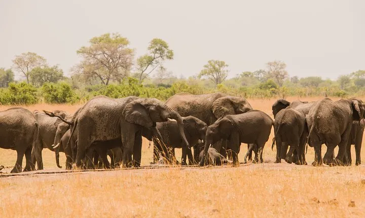 7 Day Tanzania Camping Safari Experience