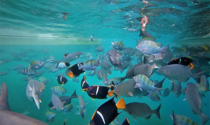 Cabo Wonders: Snorkeling at the Arch in Cabo