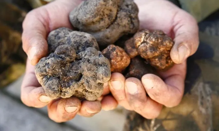Truffle Hunt & Wine Tasting - Private Tour