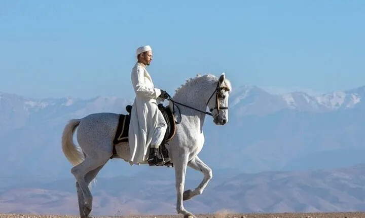 Horseback Riding in Palmeraie Grove 2 hours Adventure - Marrakech