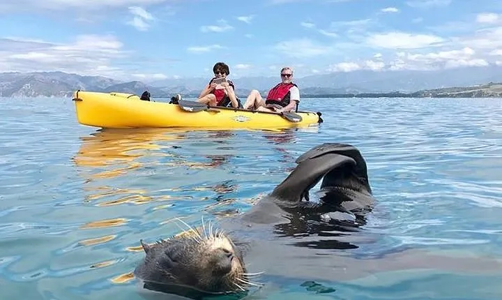 Seal Kayaking Adventure in Kaikoura