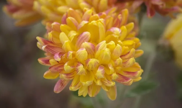 Scenic Shimla Honeymoon Package