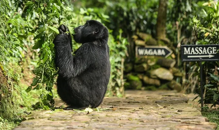 2-Day Gorilla Trek in Uganda