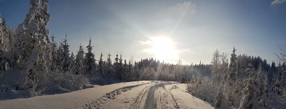 Snowshoe trek through a Finnish forest