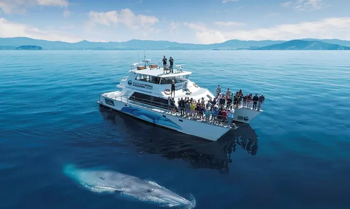 Auckland Dolphin and Whale Watching Eco-Safari Cruise