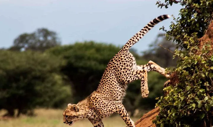 11 Days / 10 Night Private group safari