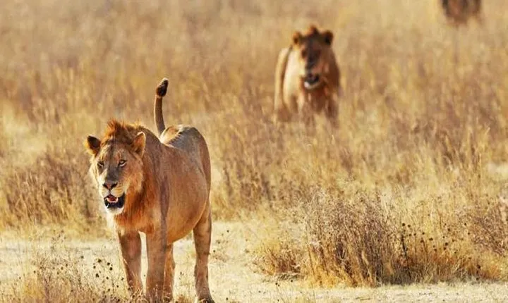 Day Trip - Tsavo East National Park ( Man Eater Lions of Tsavo & Other Big Five)