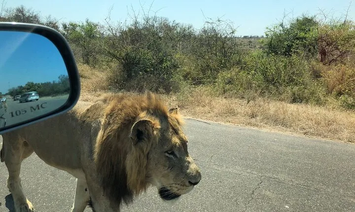 Kruger National Park Full-Day Tour