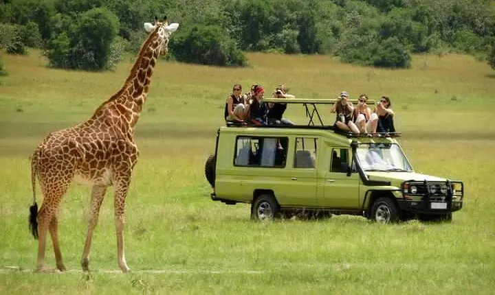 4 Days Masai Mara and Lake Nakuru Camping Safari on 4x4 Jeep
