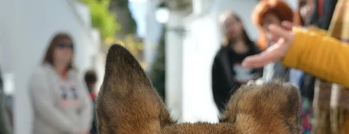 Dog friendly tour of Albaicín district in Granada