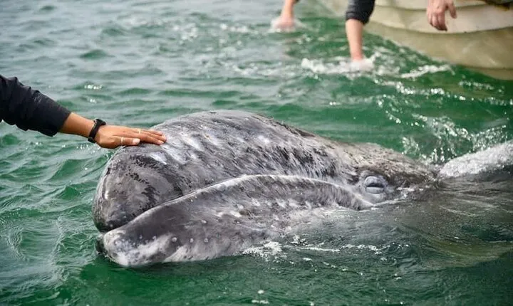 Gray Whale Watching Expedition at Magdalena Bay