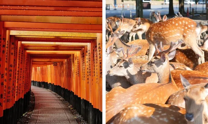 Kyoto and Nara in 1 Day in Fushimi Inari and Deer Park
