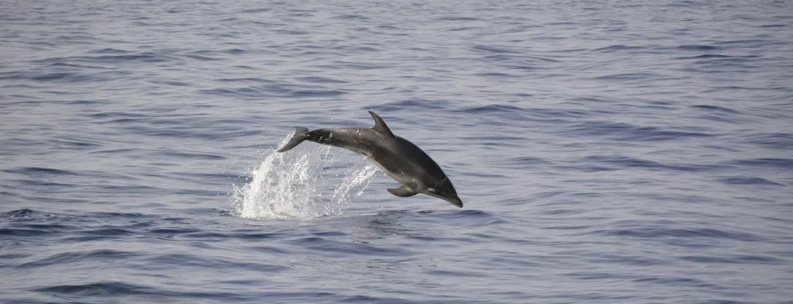 Private Sunset Whale & Dolphin Eco Boat Trip
