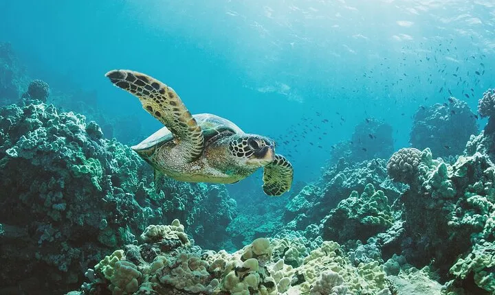 Turtle Canyon Snorkel Adventure in Waikiki, Oahu