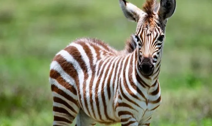 3-Day Serengeti Ngorongoro Crater Private Safari from Arusha