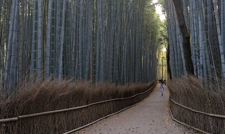 Zen Run in Arashiyama