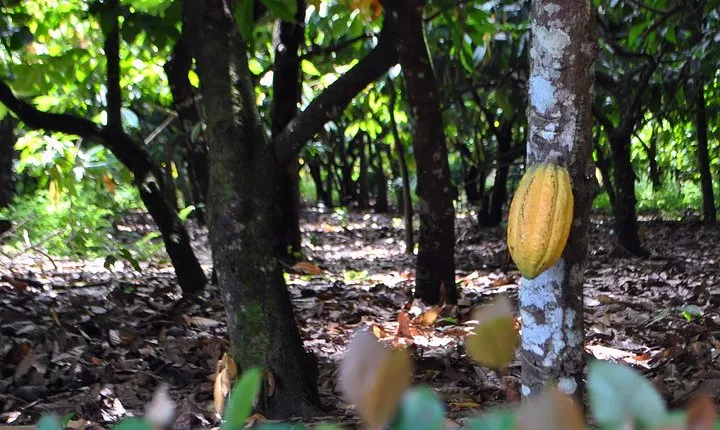 Cacao trail and making of chocolate tour from Santo Domingo