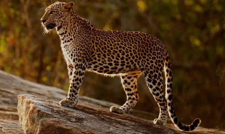 Yala national park half day safari from Colombo.