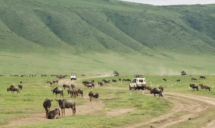 6 Days Mid - Range Lodge Safari To Lake Manyara Serengeti Ngorongoro & Tarangire