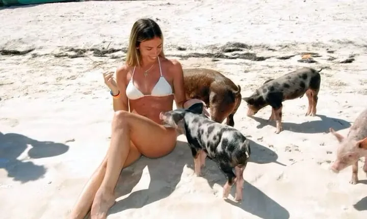 Paradise and Pigs Full Day Excursion from Puerto Plata with Lunch