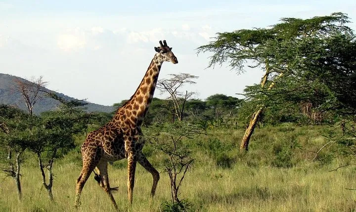 3 days - Lake Manyara, Ngorongoro Crater & Tarangire