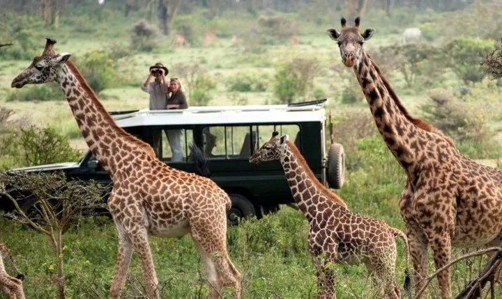 Nairobi National Park Game Drive