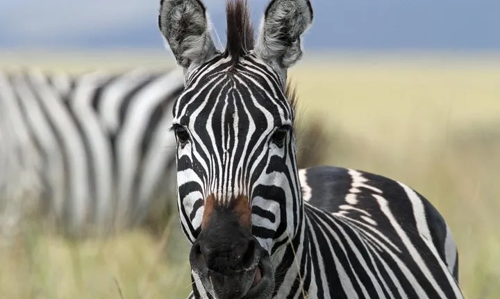 4-Day Safari from Arusha: Tarangire, Serengeti and Ngorongoro