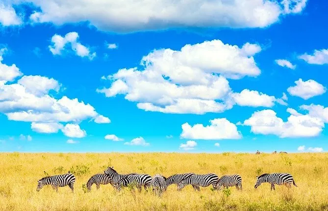 4 Day Masai Mara Safari