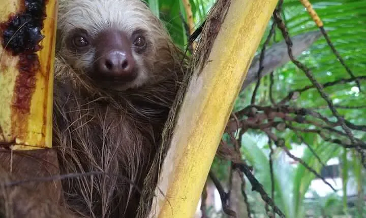 Kayak and Sloth Watching Tour.