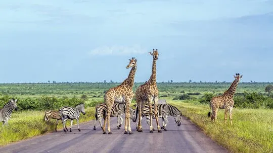 Kruger National Park full-day or half-day private safari