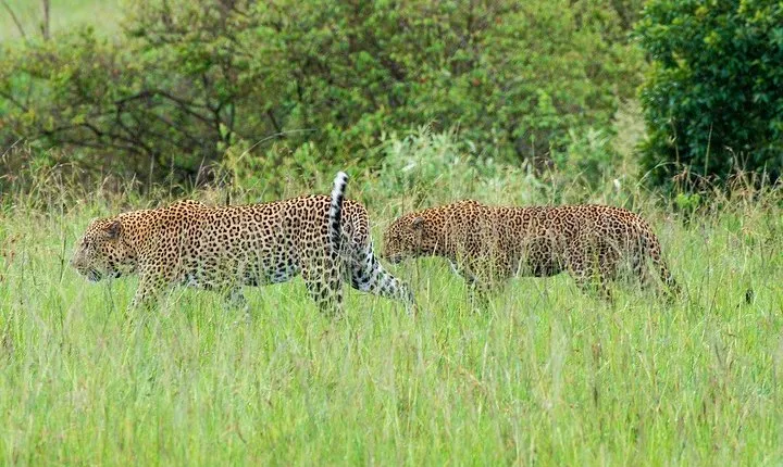 Masai Mara 3 Day Safari | Private 4WD Jeep Tour
