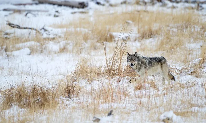 Private Yellowstone Wolf Watching & Wildlife Safari + lunch 