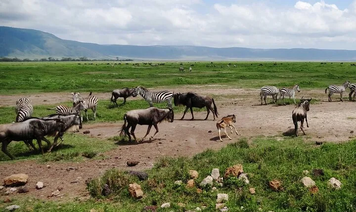 5 day 4 Nights Private Adventure Camping Norther Tanzania Safari