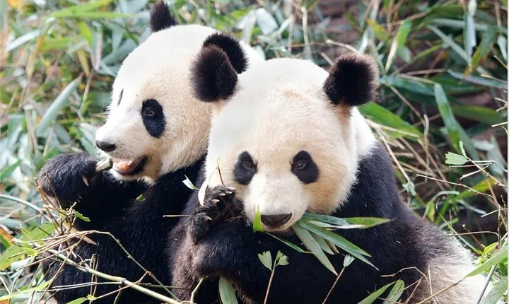 3 Days Highlight Chengdu & Xian Tour by Bullet Train