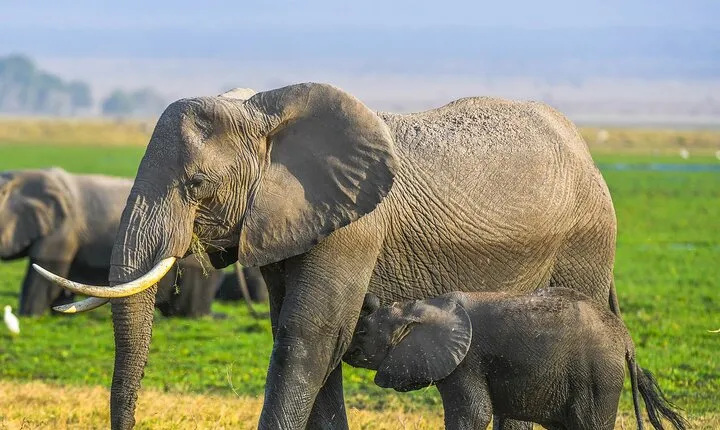 Private Luxury 3 days Amboseli National Park