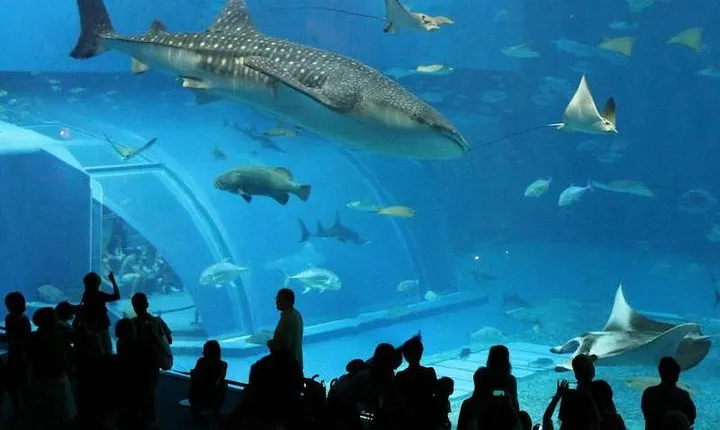Aquario Tour - Rio de Janeiro