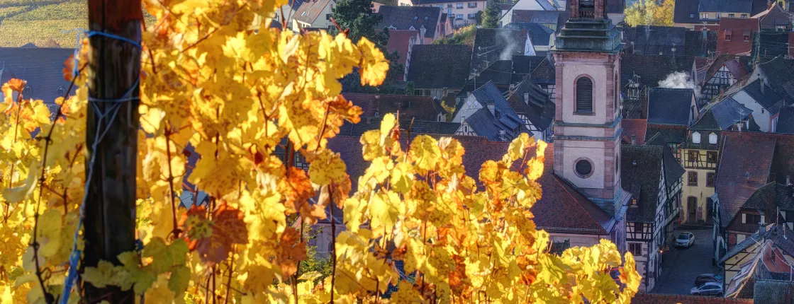Alsace half-day shared wine tour from Colmar