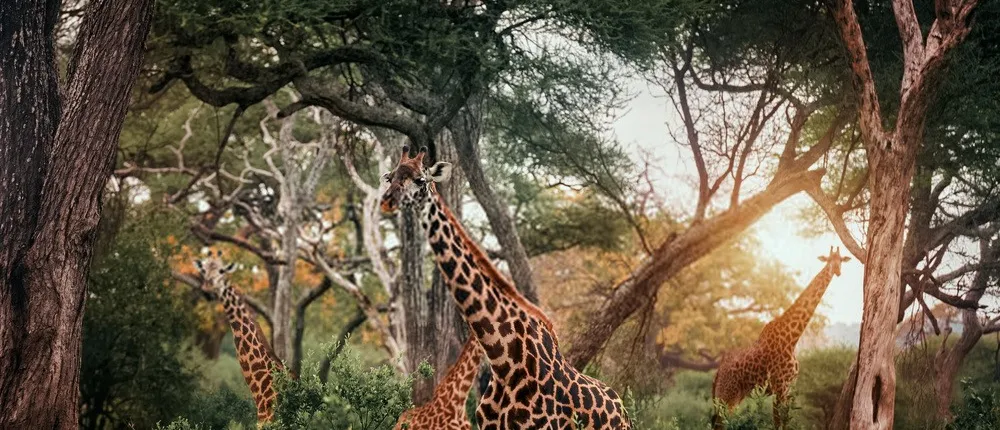 2 Days Safari to Tarangire National Park, Ngorongoro Crater and Snake Park