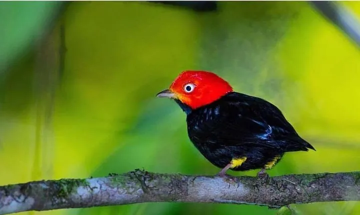 Bird Watching Tour