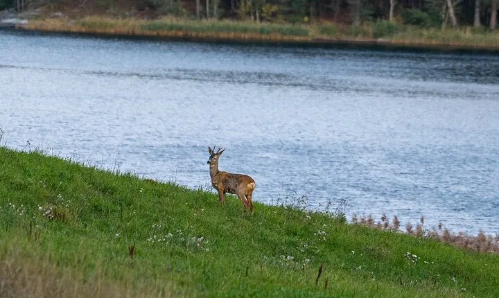 Wildlife Safari Small-Group in Stockholm