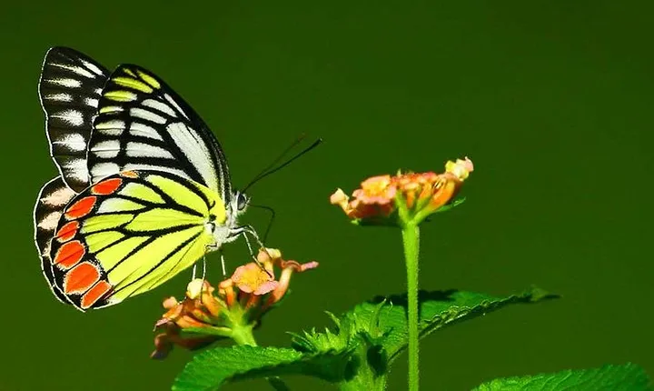 Dragonfly and butterfly watching Tour (9 Days)