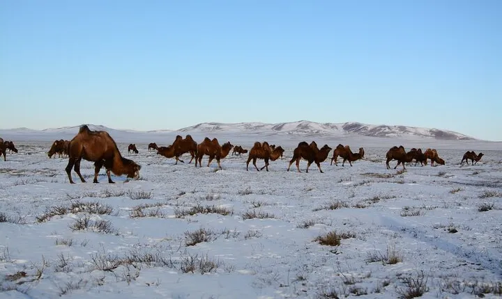 Private Mongolia Gobi Desert Winter Tour