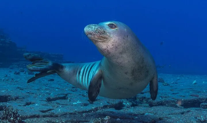 Kauai's Exclusive Morning Scuba Charter for Experienced Divers